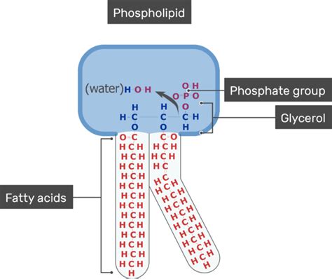 Phosphate Definition and Examples - Biology Online Dictionary