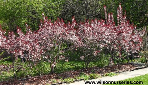 Purple Sand Cherry The Morton Arboretum Atelier Yuwa Ciao Jp