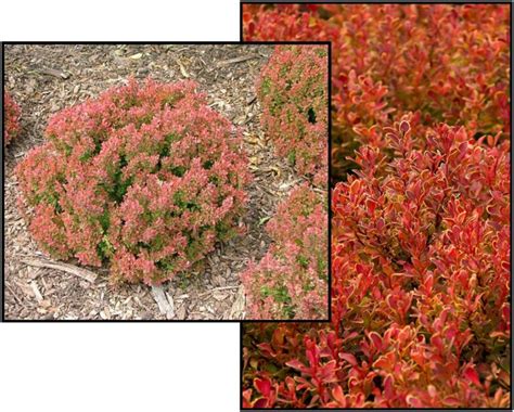 Golden Ruby Barberry Hinsdale Nurseries Welcome To Hinsdale Nurseries