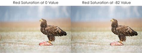 Lightroom Colour Correction Hue Saturation And Luminance Nature Ttl