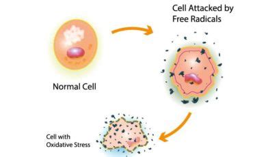 Effects Of Oxidative Stress Hhc