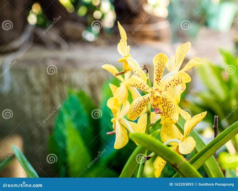 Beautiful Thai orchids stock image. Image of outdoor - 162203893