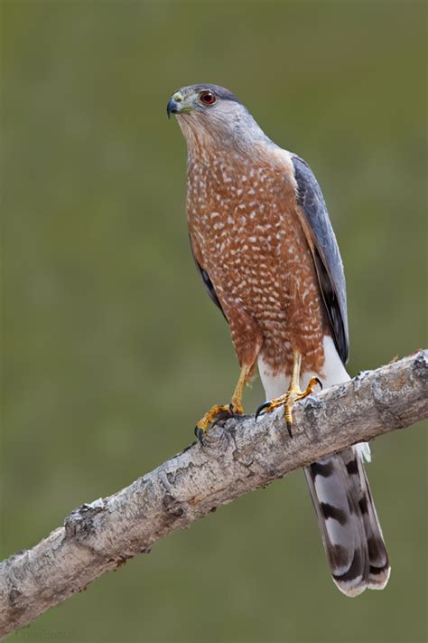 New Mexico Birds: Forest Hawk