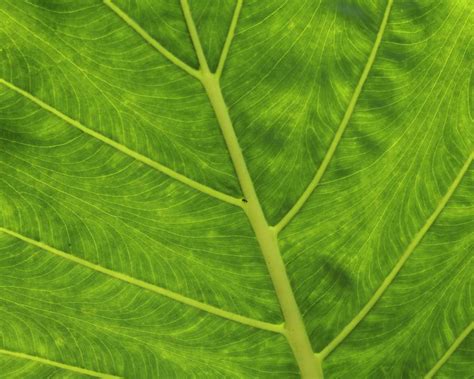 Colocasia Gigantea Gardensonline