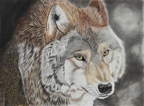 Wolf By Kad Portraits On Deviantart