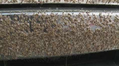 The Swarm: Billions of mosquito lookalikes are plaguing New Orleans | wwltv.com