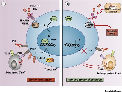 IFN Signaling And ICB Resistance Time Is On Tumors Side Trends In Cancer