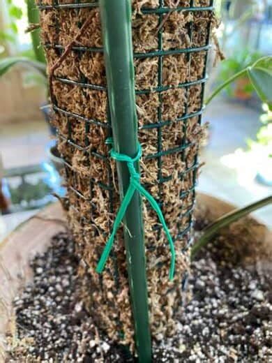 Moss Pole Diy 7 Easy Steps To Make A Perfect One