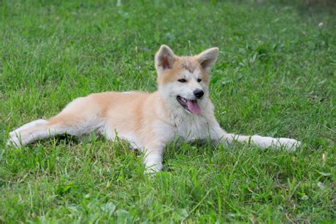 Akita Puppy Stages Guide: What to Expect for Each Stage