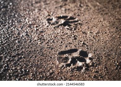 Dog Paw Prints Mud Stock Photo 2144546583 | Shutterstock