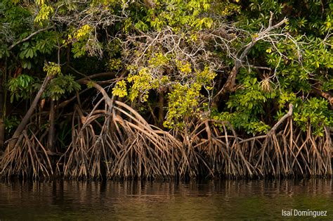 Manglares Biodiversidad Mexicana