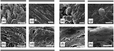 Morphology Of Mscs After 21 Days Cultures On Random 700 Nm Pcl