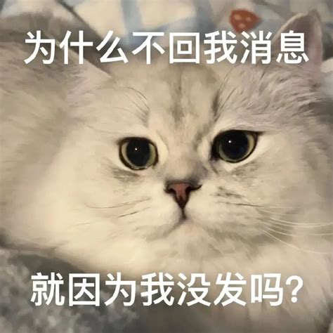 猫猫表情包 堆糖美图壁纸兴趣社区