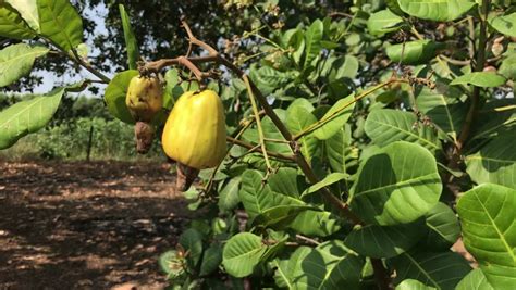 Cashew Tree with Cashew Fruit image - Free stock photo - Public Domain ...