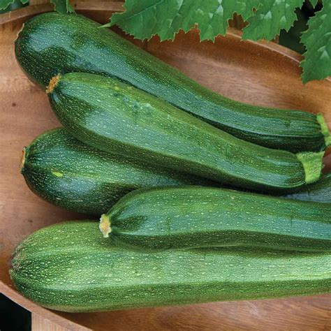 Zucchini Black Beauty Crystal Creek Gardens Inc