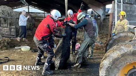 Cows Pulled From Underground Slurry Pit By Fire Crews