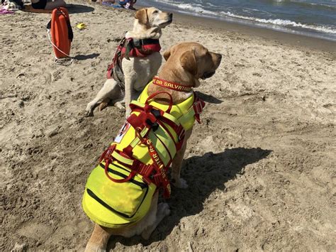 I Cani Bagnini Della Sics Perla E Argo Salvano Due Bagnanti In