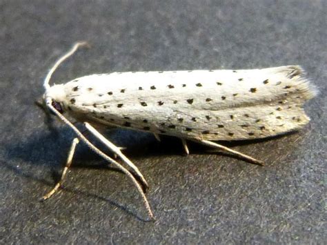 Yponomeuta Malinellus Apple Ermine Norfolk Micro Moths The Micro