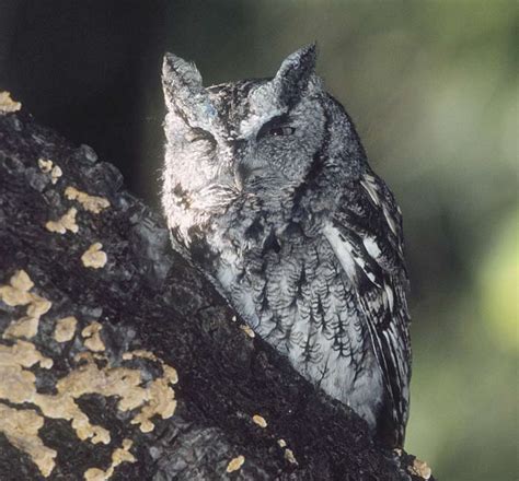 Urban Habitats History Of The Eastern Screech Owl Megascops Asio