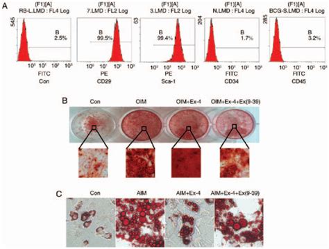 Exendin Promotes Osteogenic Differentiation In Vitro A