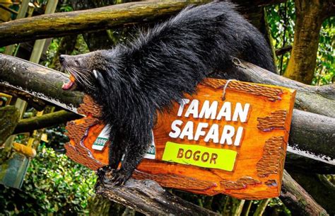 Harga Tiket Masuk Taman Safari Cisarua Bogor Terbaru Trip Jalan Jalan