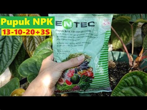 Pupuk NPK ENTEC 13 10 20 3S YouTube