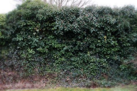 Ivy Plant Hedge Garden Free Stock Photo - Public Domain Pictures