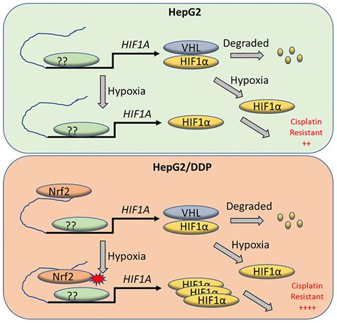 Enhancer Bound Nrf Licenses Hif Transcription Under Hypoxia To