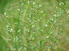 Plantaginaceae - Wikipedia