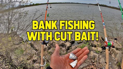 Bank Fishing With Cut Bait Spring Catfishing YouTube