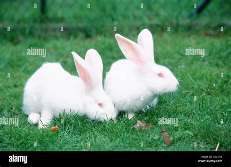 German Giant Rabbit Hi Res Stock Photography And Images Alamy