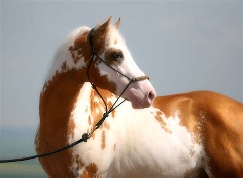 Palomino Paint Palomino Paint Horse Painted Horses