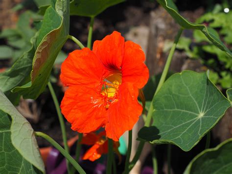 Kostenlose Foto Bl Hen Blatt Blume Orange Best Ubung Rot Insekt