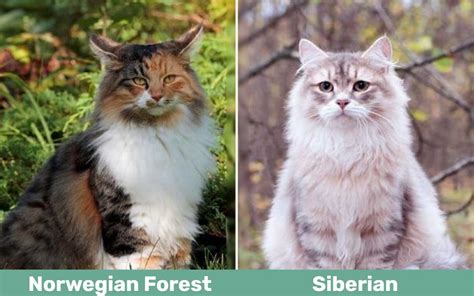 Norwegian Forest Cat Vs Siberian Cat Whats The Difference With