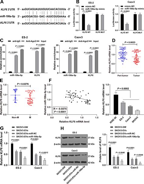 Evs Mir 106a 5p Targeted Klf6 Expression In Oc Cells A The Specific