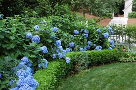 Hydrangeas How To Prune Them Hgtv