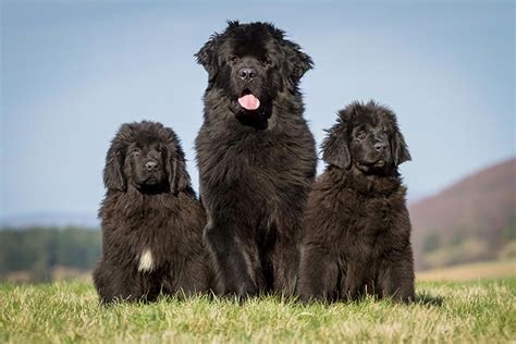 Newfoundland Puppies For Sale - AKC PuppyFinder