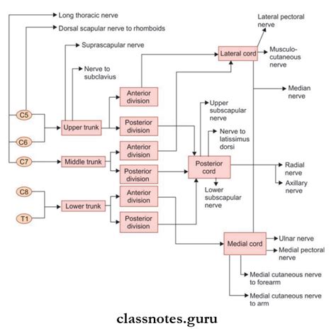 Nerves Of Upper Limb Question And Answers Class Notes