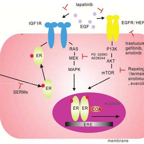 A Scheme Showing The Different Mechanisms Of Tamoxifen Resistance 1