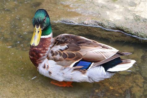 Rouen Duck: Breed Profile, Traits, Pictures & More