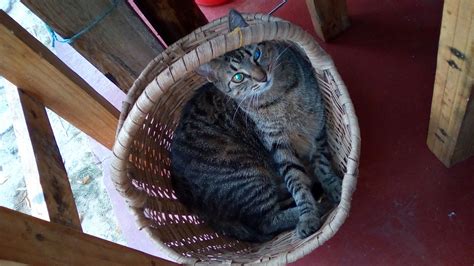 Cat Basket - Free photo on Pixabay - Pixabay