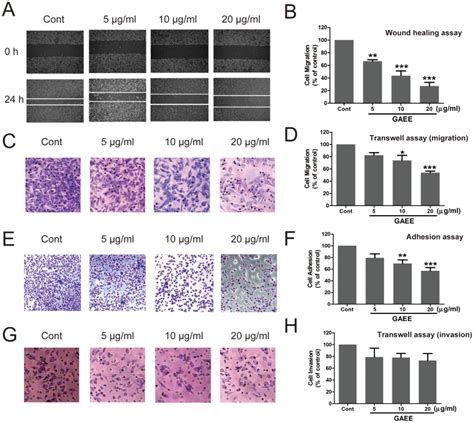 A B GAEE Inhibited Cell Motility As Tested By Wound Healing Assay In