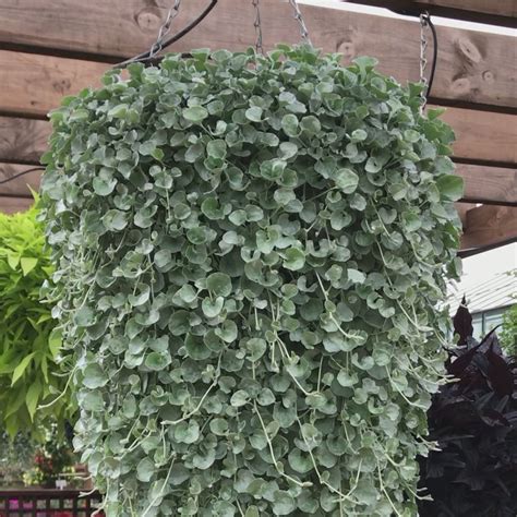 Dichondra Silver Falls 5 Large Plug Plants