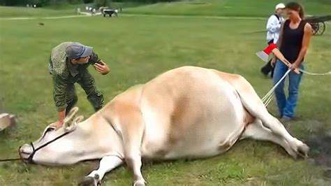 Setting Up And Connecting Robots For Milking Cows On A New Automated