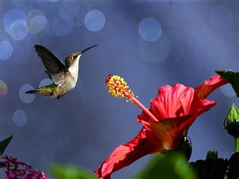 Precious Jewel Nectar Bird Humminbird Flower Flight Hd Wallpaper