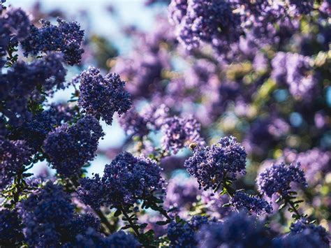 How to grow California Lilac - British Green Thumb