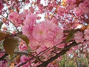 Visa Store Semillas De Cerezo Japon S Sakura Prunus Serrulata