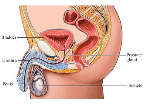 The Prostate - Grace Prostate Cancer Centre New Zealand