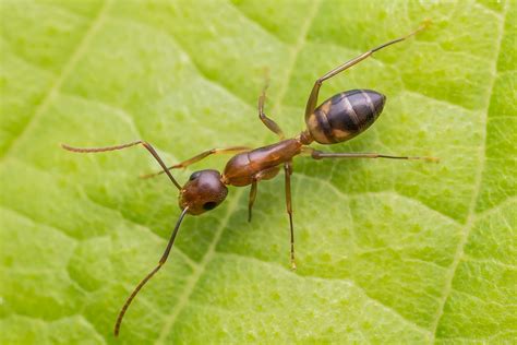 10 Tipos De Formigas Características E Fotos