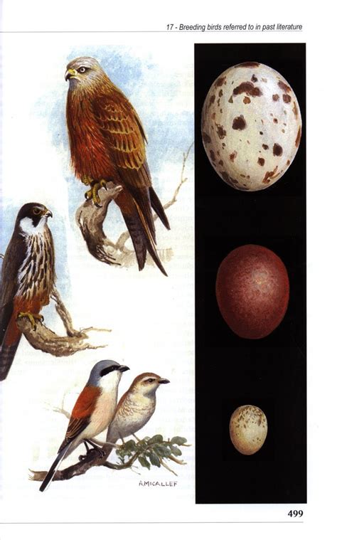 Breeding Birds Of The Maltese Islands A Scientific And Historical